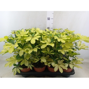 Schefflera arbor. 'Melanie'