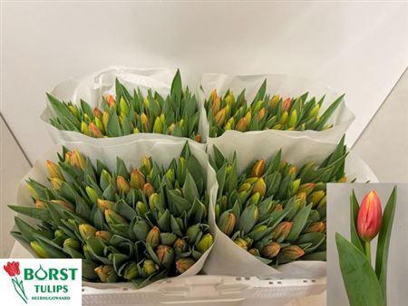 <h4>Tu En Leen Vd Mark</h4>