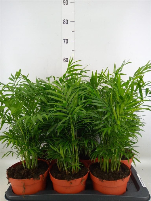 <h4>Chamaedorea elegans</h4>