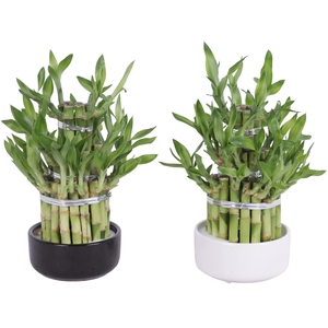 Lucky Bamboo Round 3Big in ø12cm Ceramic