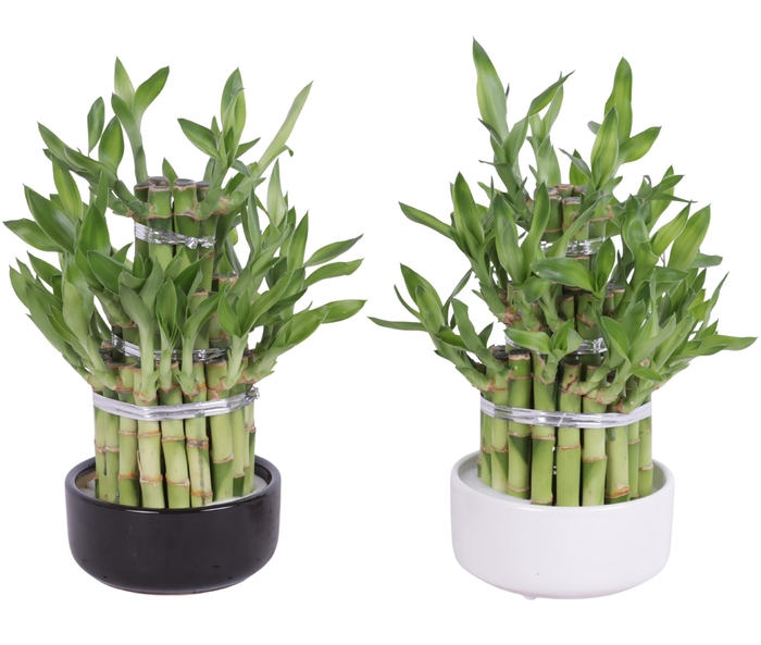 <h4>Lucky Bamboo Round 3Big in ø12cm Ceramic</h4>