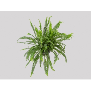 SAMAMBAIA SHIVA C25