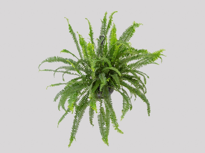 SAMAMBAIA SHIVA C25