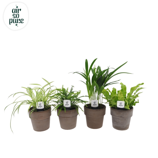 <h4>Air So Pure mix in Terracotta</h4>
