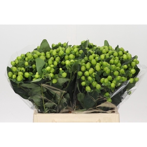 Hypericum Lucky Romance