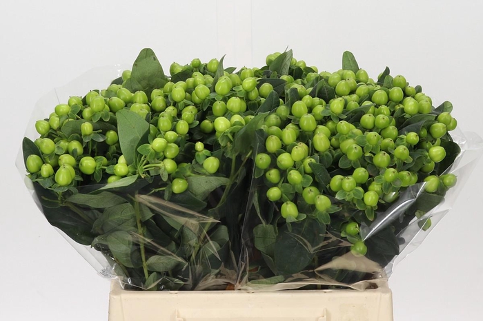 Hypericum Lucky Romance
