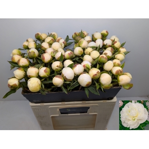 PAEO L DUCHES D NEMO