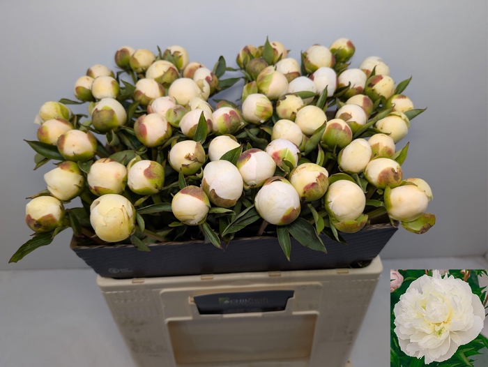 <h4>PAEO L DUCHES D NEMO</h4>