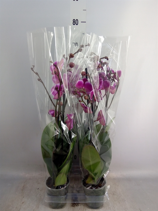 <h4>Phalaenopsis  'Ant Pretoria'</h4>