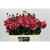 Dahlia Daisy Duke