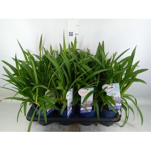 Agapanthus  'Amourette Superb'