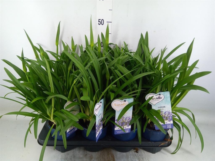 <h4>Agapanthus  'Amourette Superb'</h4>