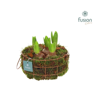 Mand metaal rond Medium met Hyacinthus