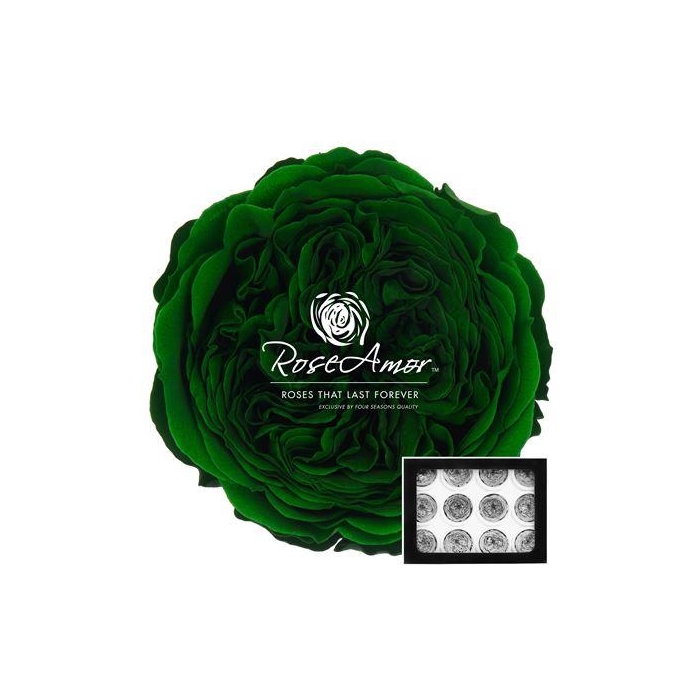 <h4>Amelia Gre02</h4>