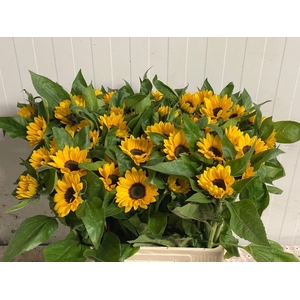 HELIANTHUS SUNRICH ORANGE HELI SUNR