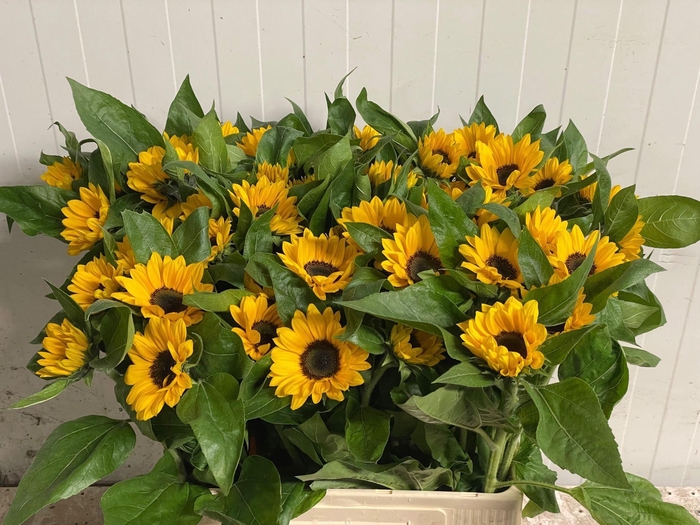 <h4>HELIANTHUS SUNRICH ORANGE HELI SUNR</h4>