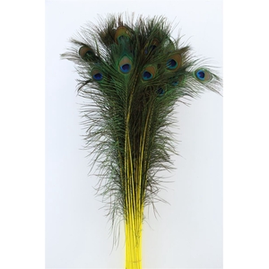 Feather Peacock Yellow P Stem