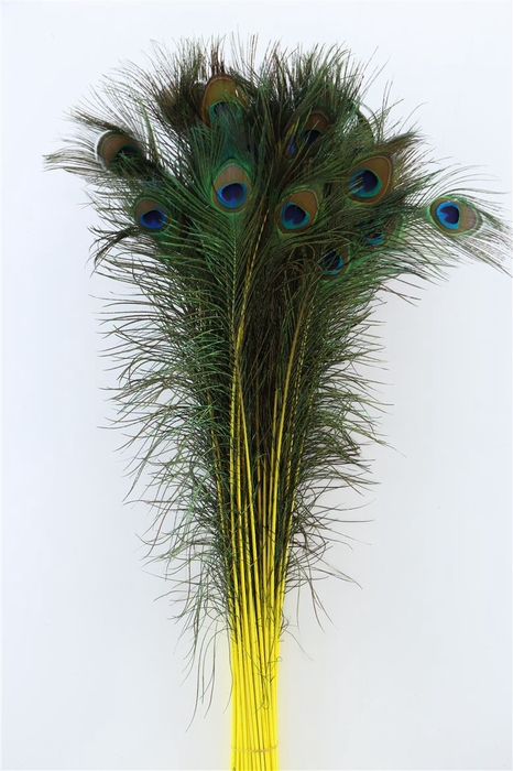 Feather Peacock Yellow P Stem