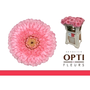 GE MB POMPONI PIGGY-Water