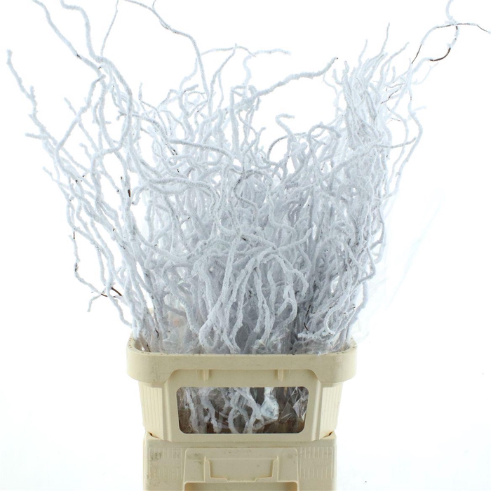 <h4>Snow Corylus</h4>