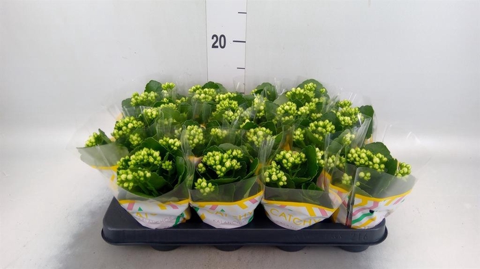<h4>Kalanchoe blos. 'Calandiva Whites'</h4>