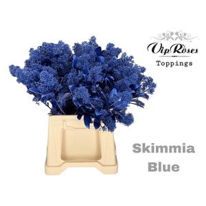 SKIMMIA METALLIC BLUE