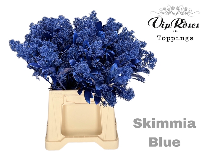 <h4>SKIMMIA METALLIC BLUE</h4>