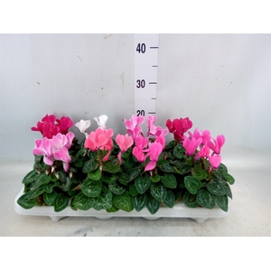 Cyclamen MD 'Allure'