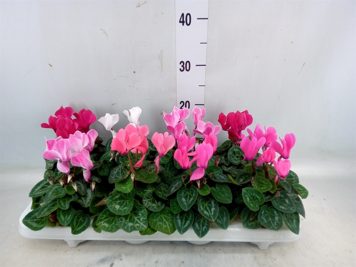 <h4>Cyclamen MD 'Allure'</h4>