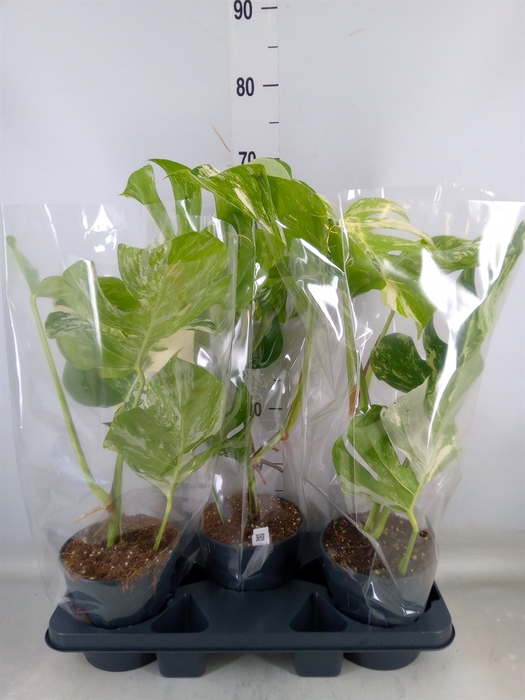 <h4>Monstera delic. 'Variegata'</h4>