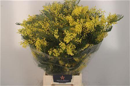 Acacia Mimosa Mirandol Extra 400 Gram