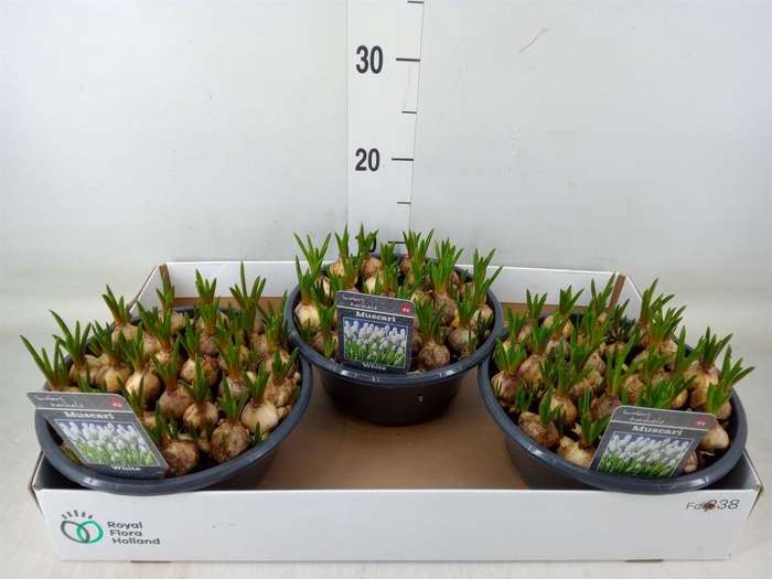 <h4>Muscari  'Casablanca'</h4>