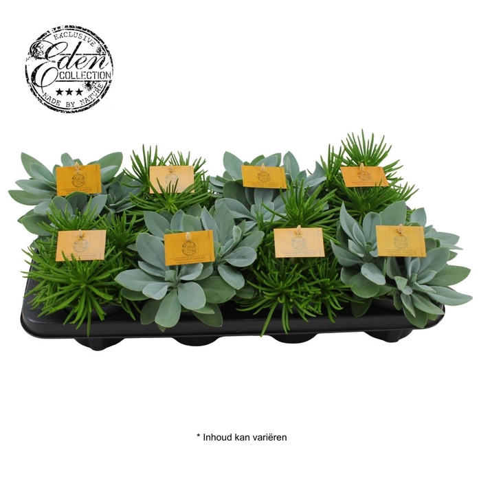 <h4>Senecio gemengd 10,5cm</h4>
