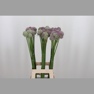 Allium Ampeloprasum