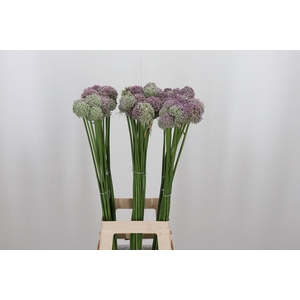 Allium Ampeloprasum