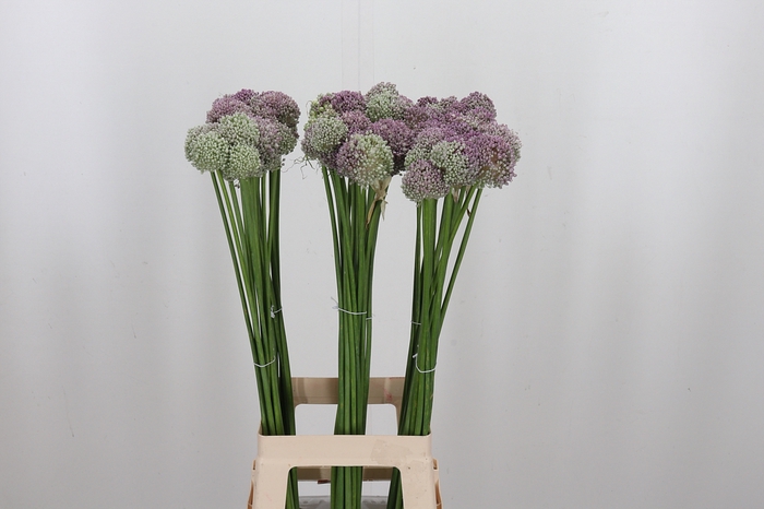 <h4>Allium Ampeloprasum</h4>