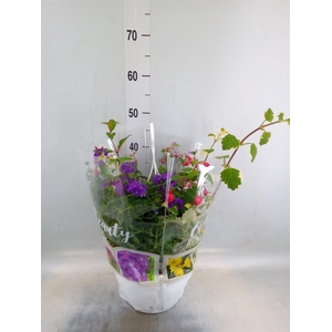 Perkplanten   ...tuft 4   [Bedding]