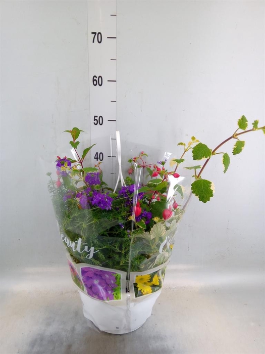 <h4>Perkplanten   ...tuft 4   [Bedding]</h4>