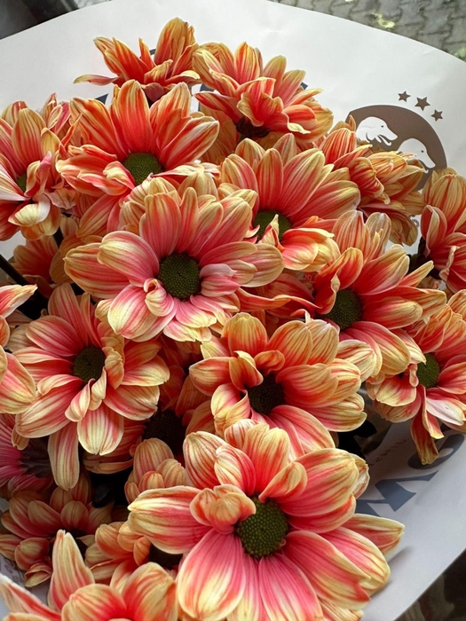 <h4>Chrysanthemum TR 'Kennedy' ..col H%</h4>
