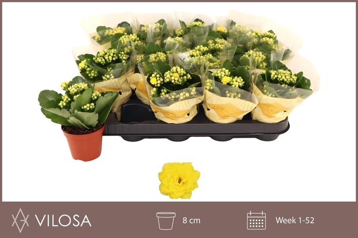 <h4>KAL GE NOLIN YELLOW</h4>