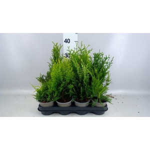 Conifers   ...mix