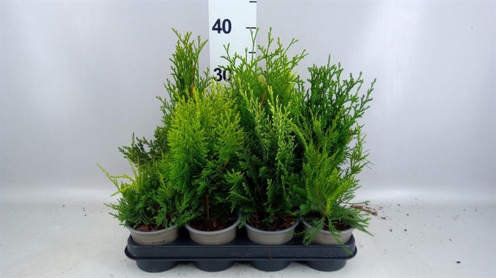 <h4>Conifers   ...mix</h4>