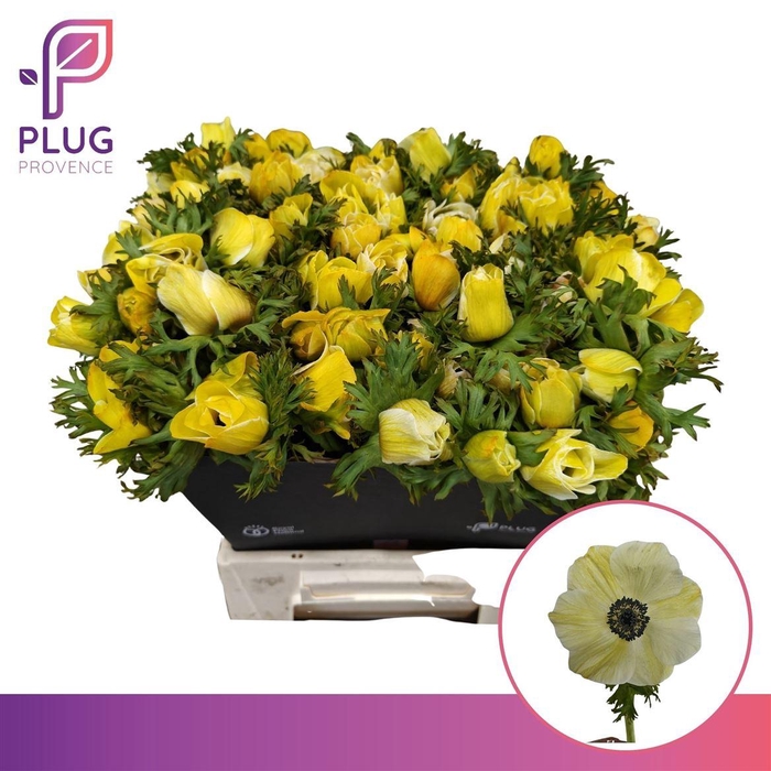 <h4>Anem Klbh Geel</h4>