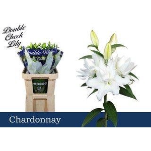 LI OR DU CHARDONNAY 5+