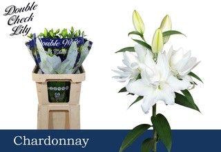 <h4>LI OR DU CHARDONNAY 5+</h4>