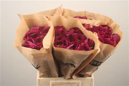 <h4>Ran Fr Su Renoir</h4>