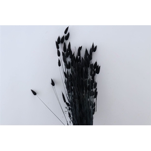 Dried Lagurus X5 Black Bunch
