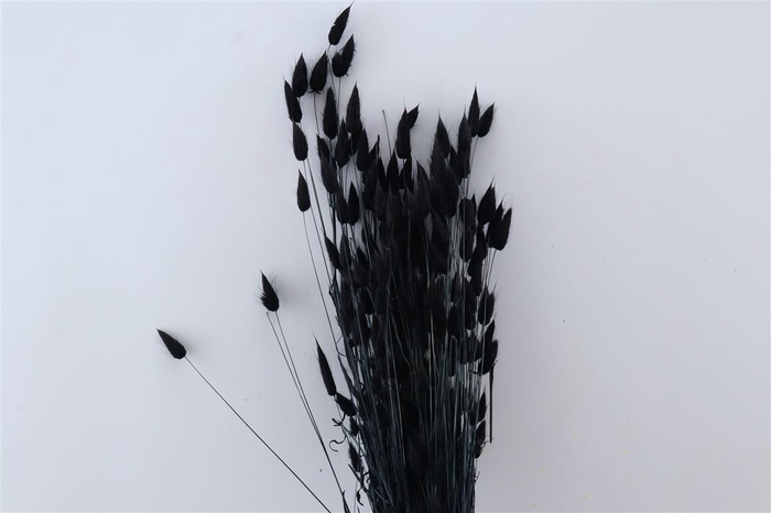 <h4>Dried Lagurus X5 Black Bunch</h4>