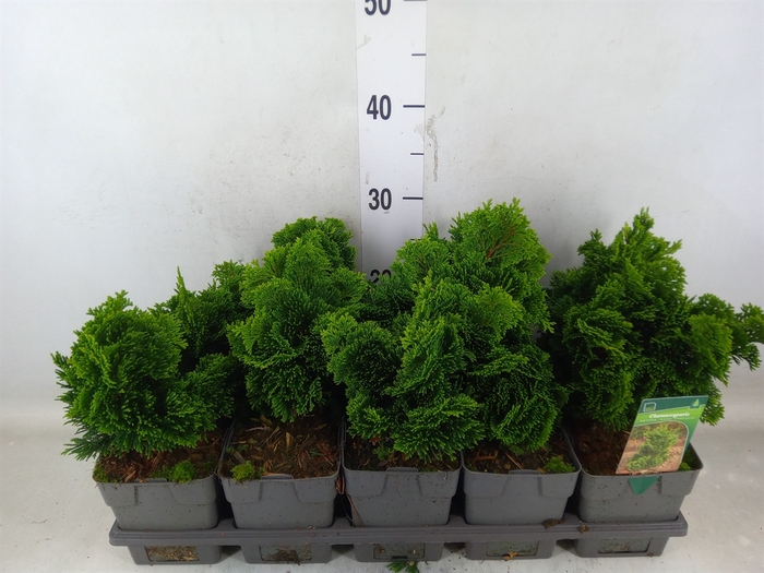 <h4>Chamaecyparis obt. 'Nana Gracilis'</h4>