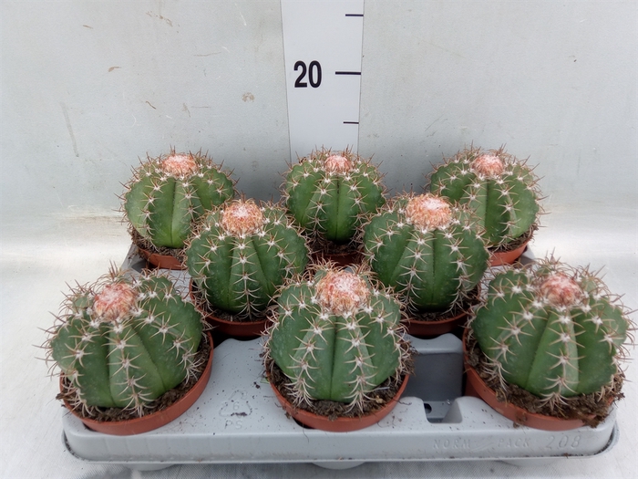 <h4>Melocactus matanzanus</h4>